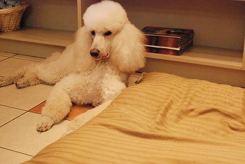 Poodle (Standard)