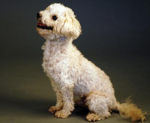 Poodle (Toy) grooming