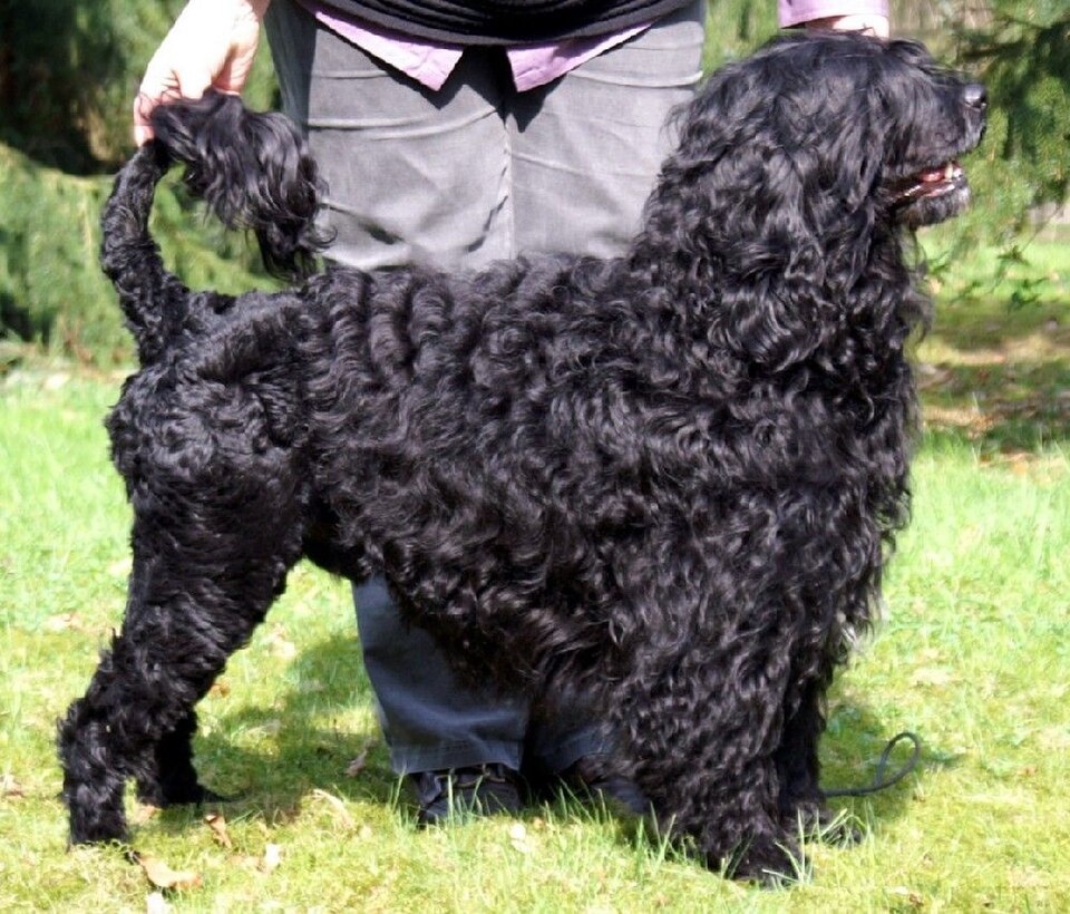 Portuguese Water Dog grooming