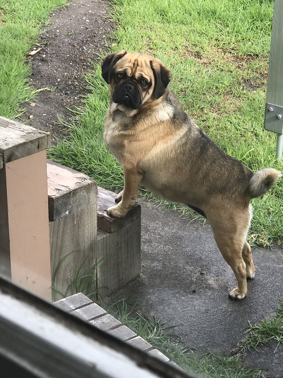 Puggle grooming
