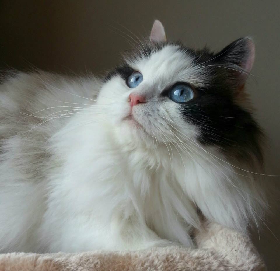 Ragamuffin grooming