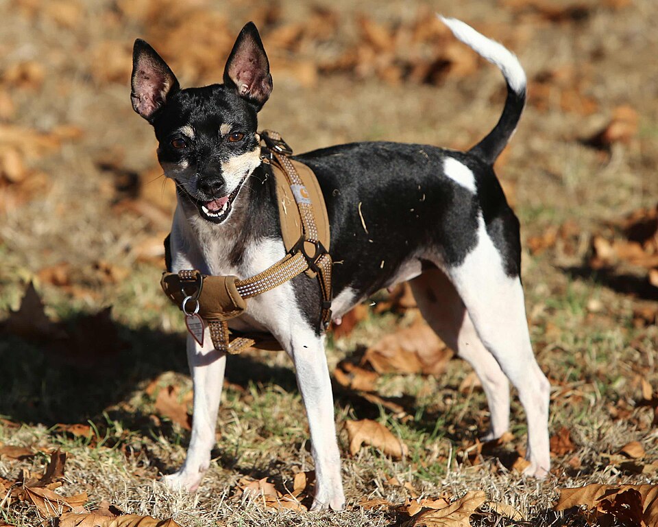 Rat Terrier grooming