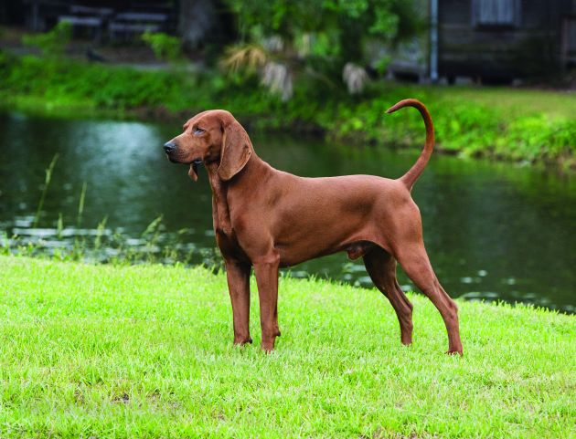 Redbone Coonhound grooming