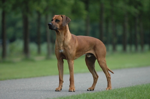 Rhodesian Ridgeback grooming