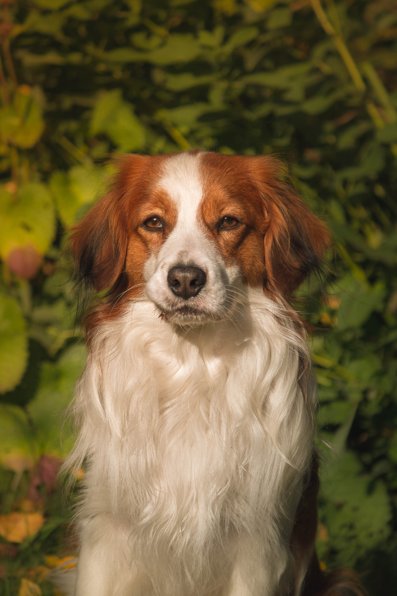 Russell Terrier