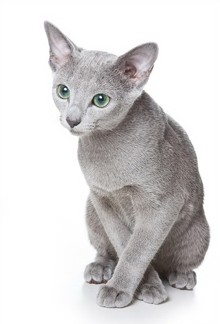 Russian Blue grooming