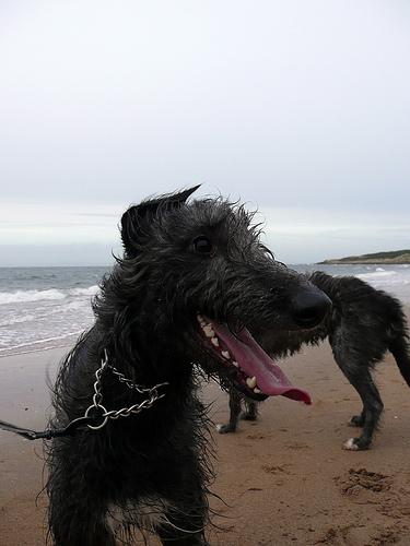 Scottish Deerhound