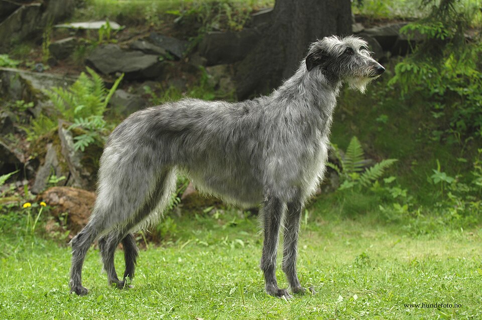 Scottish Deerhound grooming