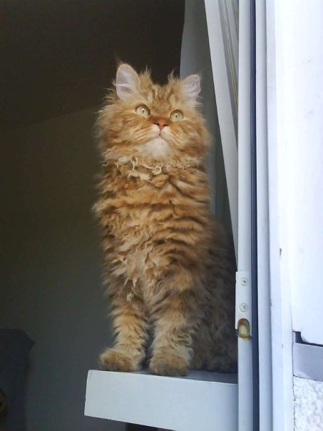Selkirk Rex grooming