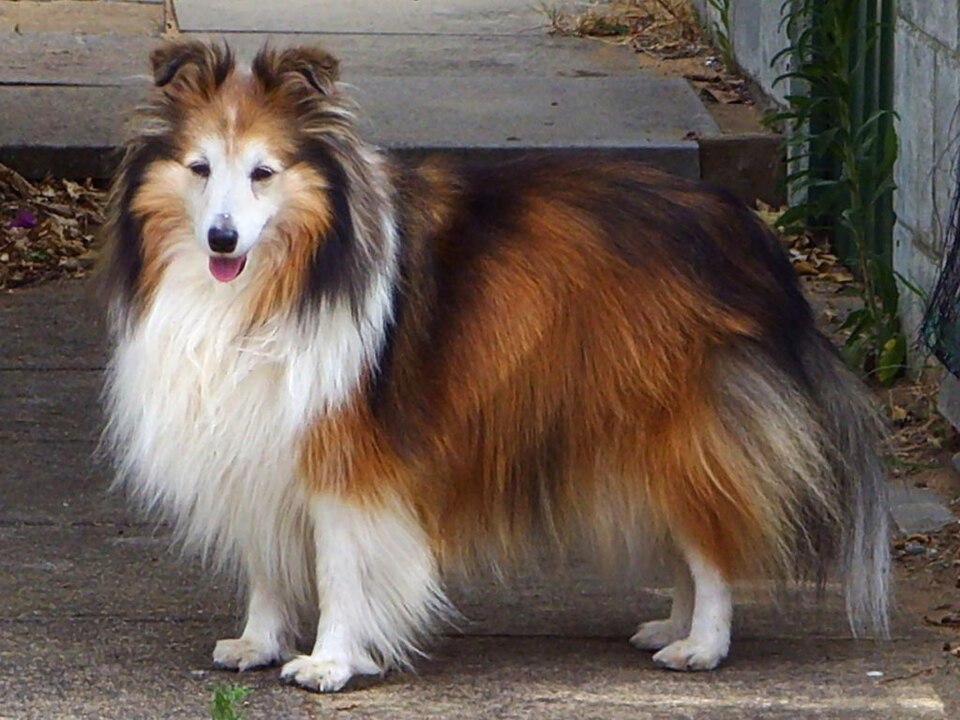 Shetland Sheepdog grooming