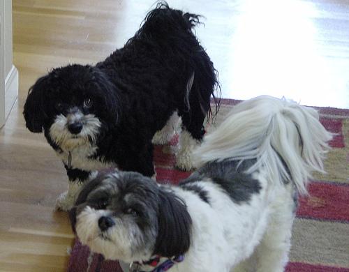 Shih Tzu