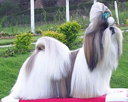 Shih Tzu grooming