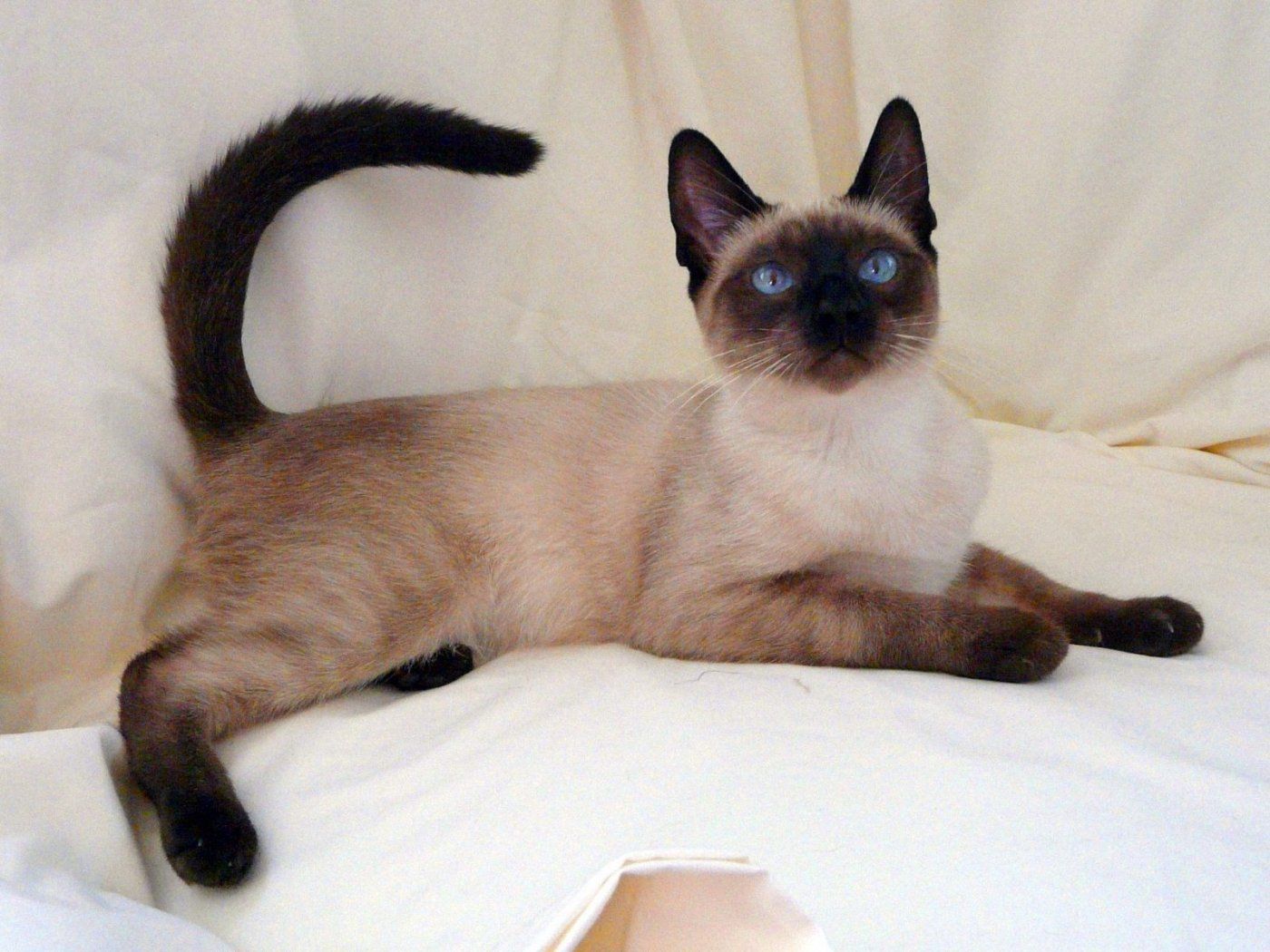 Siamese grooming