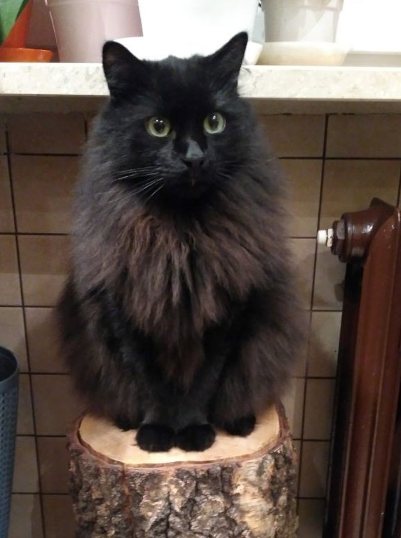 Siberian grooming