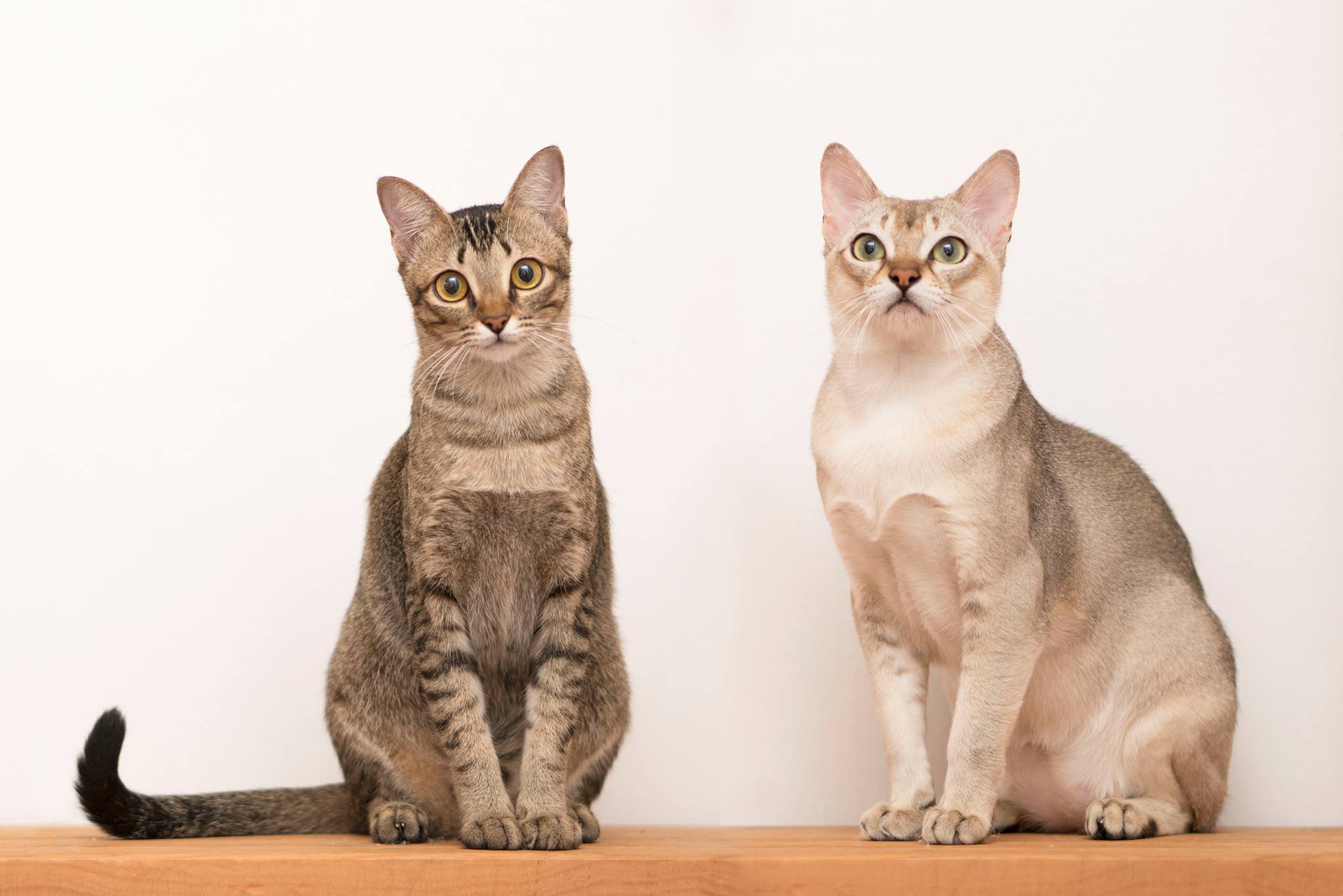Singapura grooming