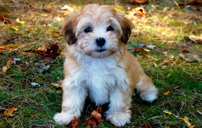 Skye Terrier