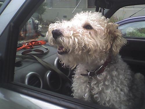 Smooth Fox Terrier