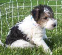 Smooth Fox Terrier