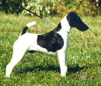 Smooth Fox Terrier grooming