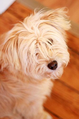 Soft Coated Wheaten Terrier grooming