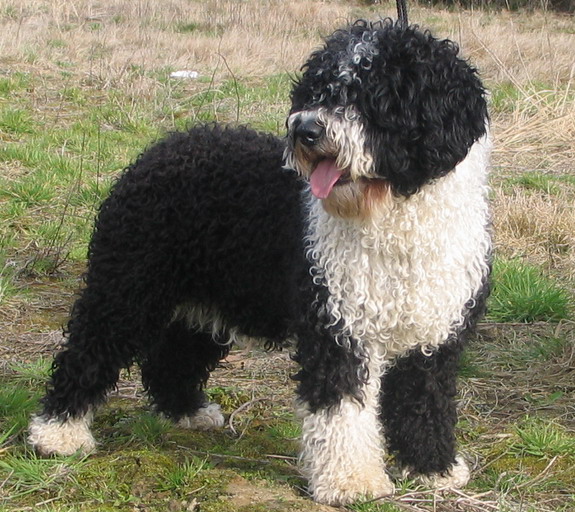 Spanish Water Dog grooming