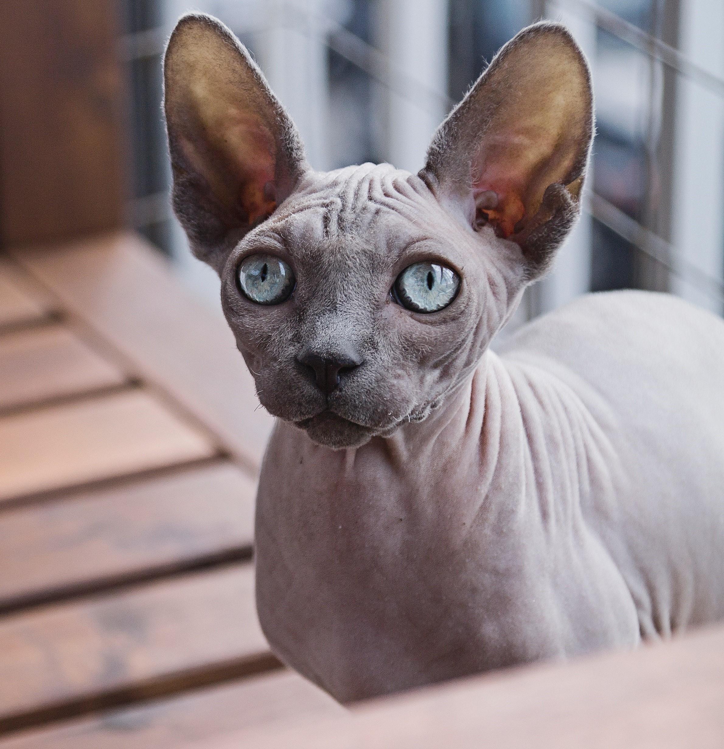 Sphynx grooming