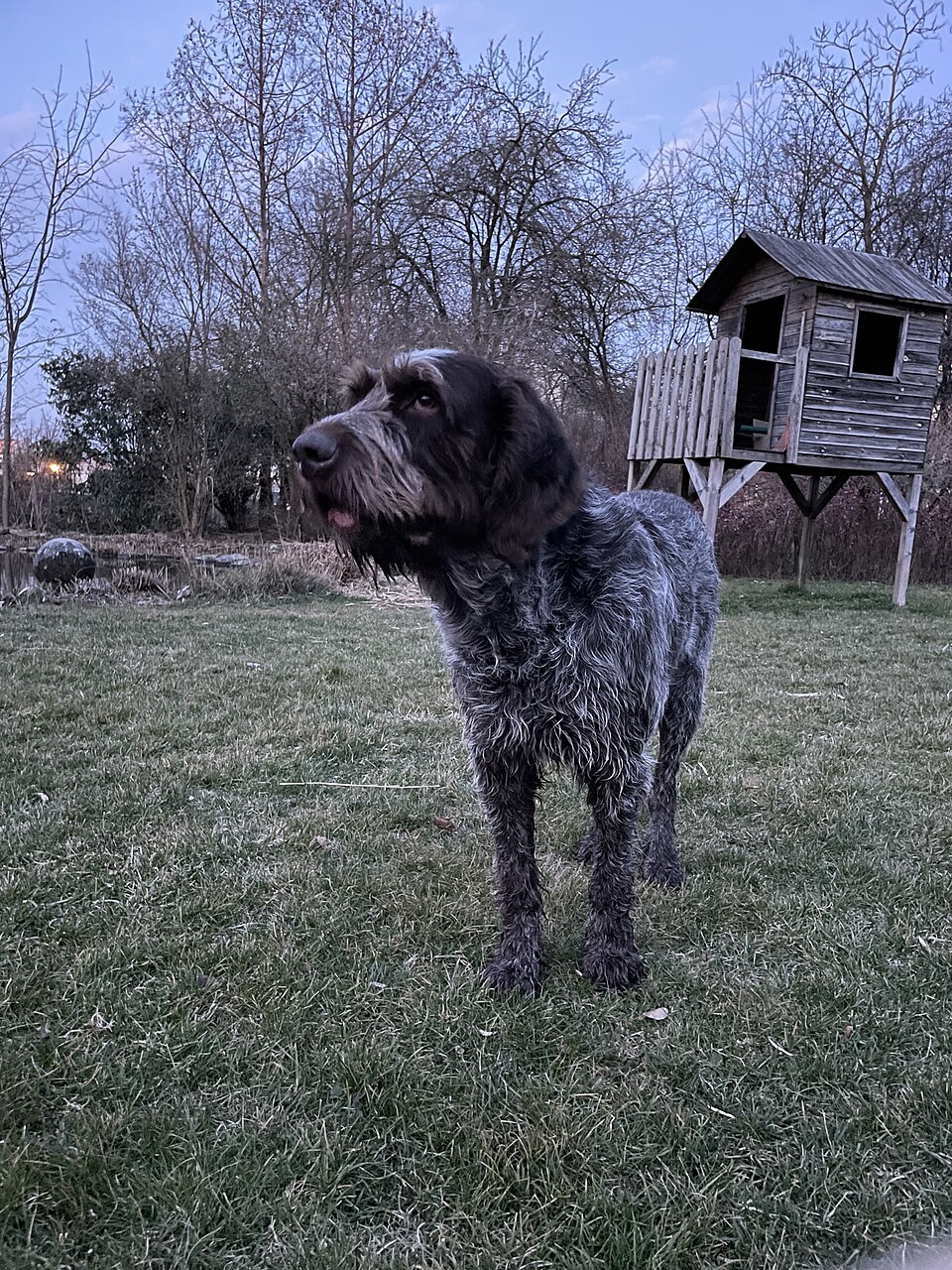 Spinone Italiano grooming