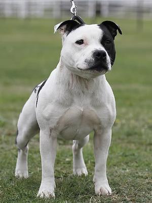 Staffordshire Bull Terrier grooming