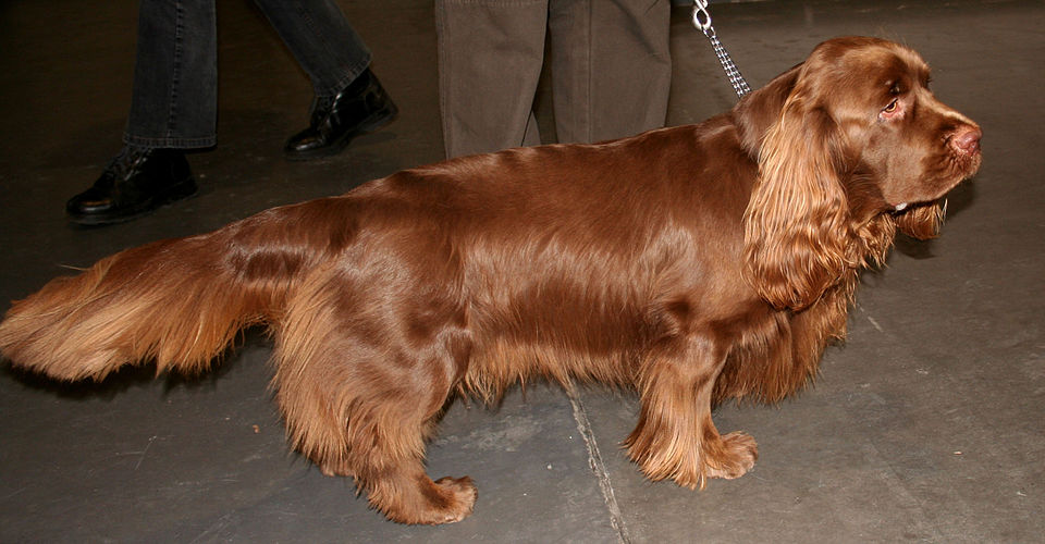 Sussex Spaniel grooming