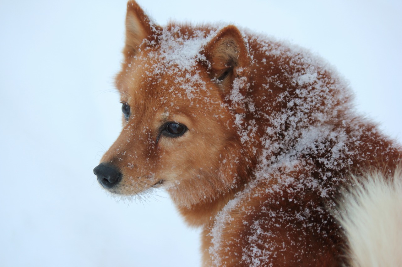 Swedish Vallhund