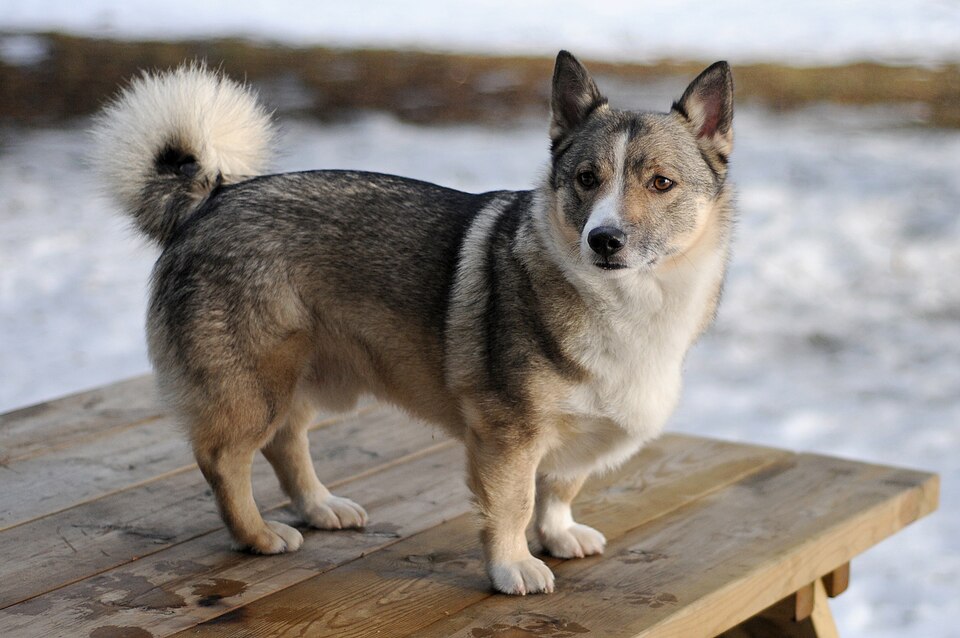 Swedish Vallhund grooming