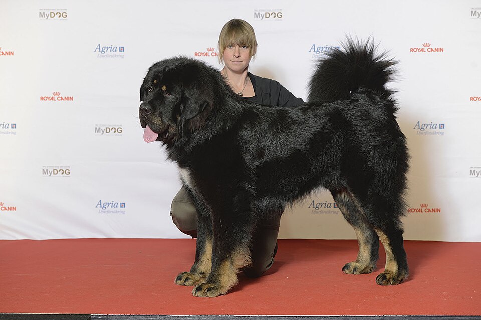 Tibetan Mastiff grooming