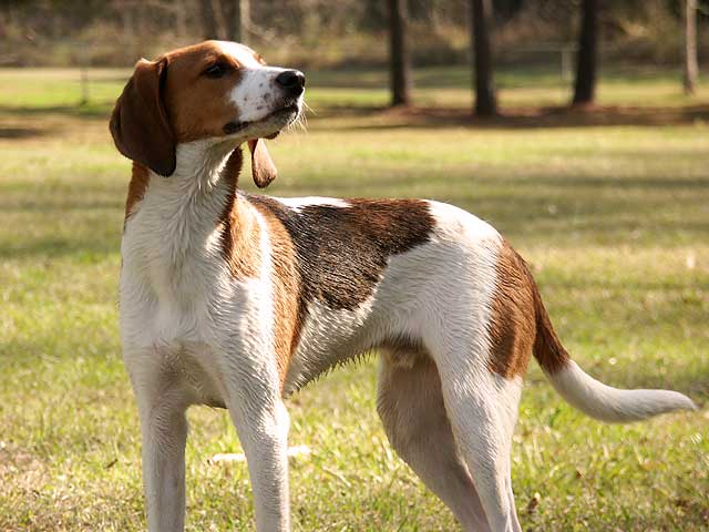 Treeing Walker Coonhound grooming