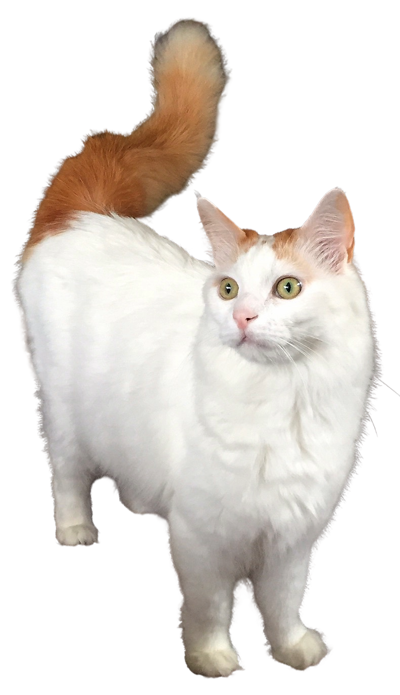Turkish Van grooming