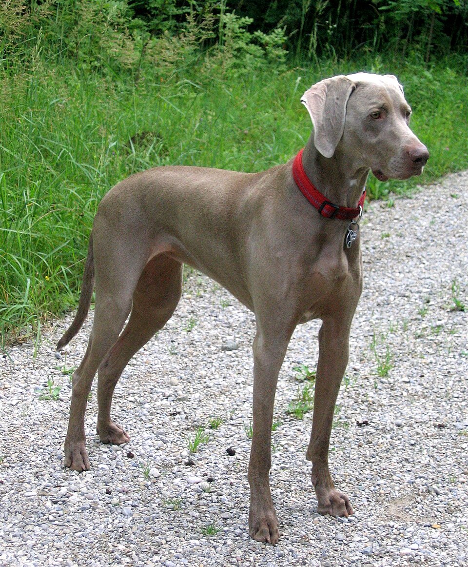 Weimaraner grooming