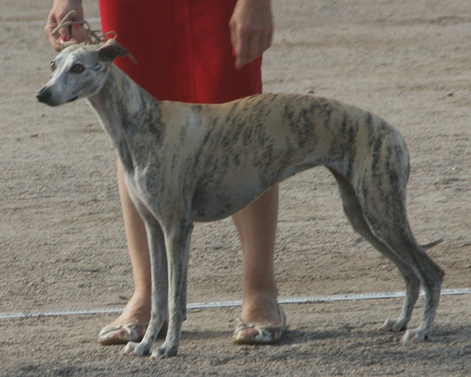 Whippet grooming