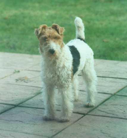 Wire Fox Terrier