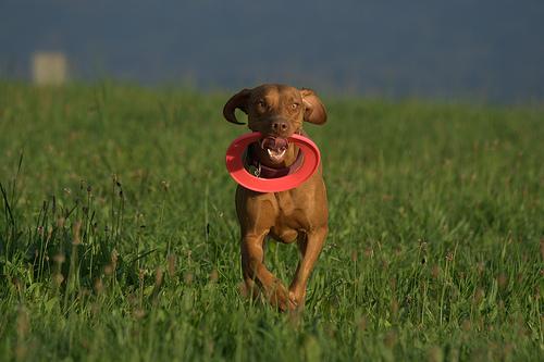 Wirehaired Vizsla
