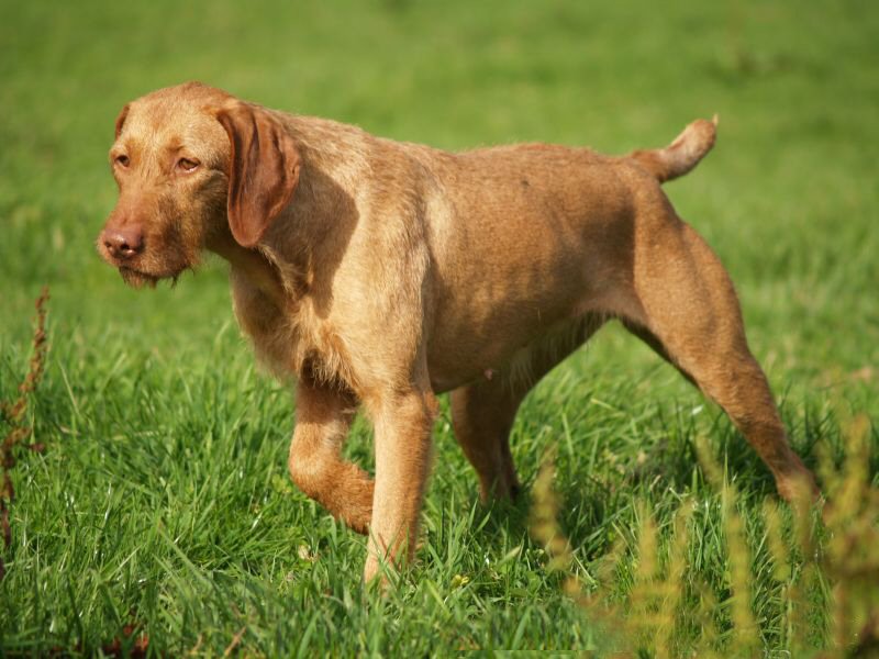Wirehaired Vizsla grooming